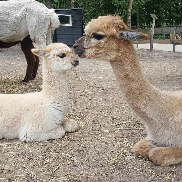 Cute Alpacas