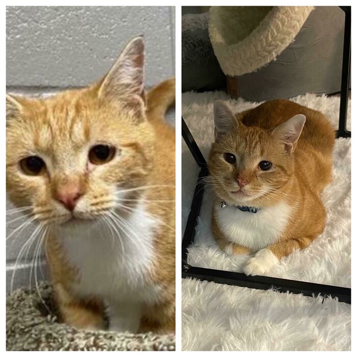 Before and after photos of a wholesome rescue pet cat resting comfortably on a soft rug indoors.