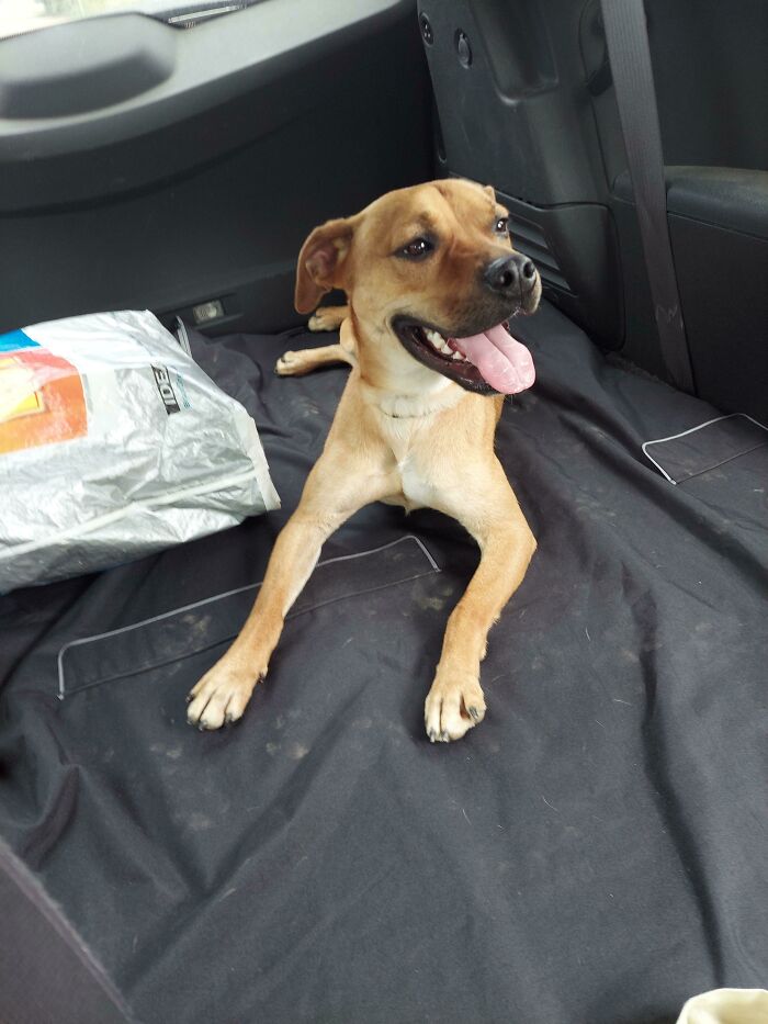 Just Adopted This Little Buddy, Got Returned 2 Times, 3rd And Final Home Now! He Still Needs A Name!