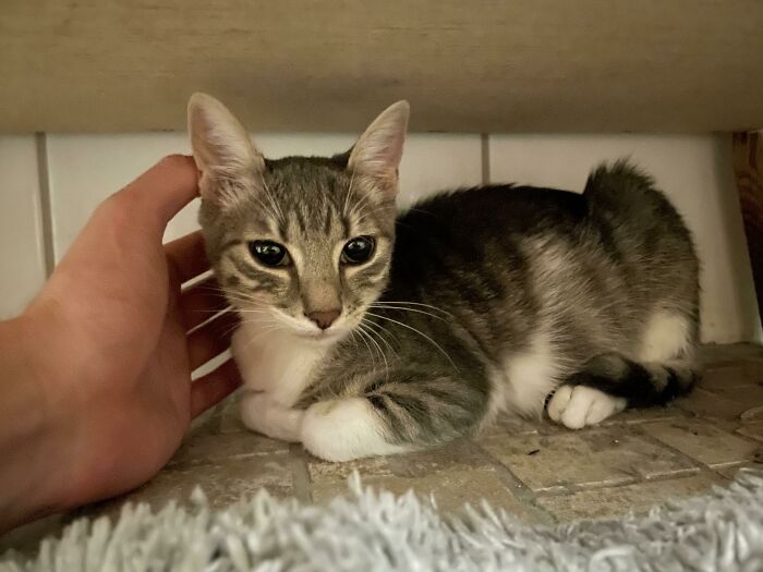 Rescue pet cat resting on tile floor while being gently petted, showcasing a wholesome moment of care and comfort.