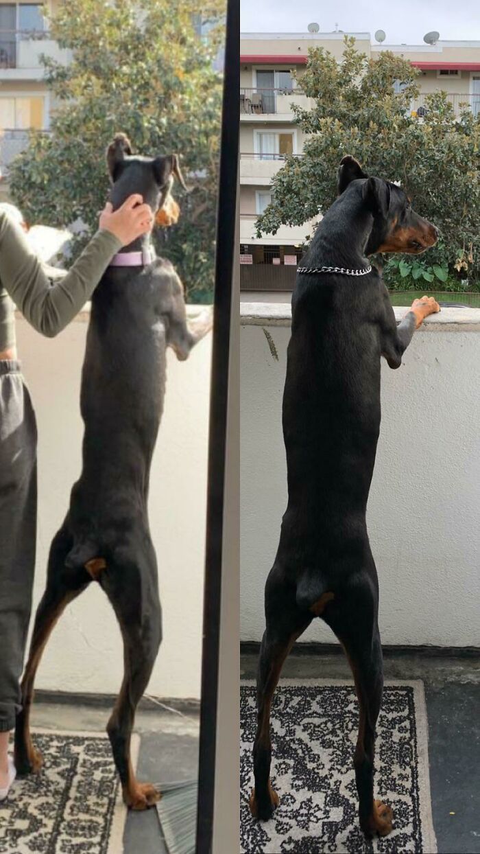 Rescue pet Doberman standing on hind legs looking over a balcony with greenery and apartment buildings in the background.