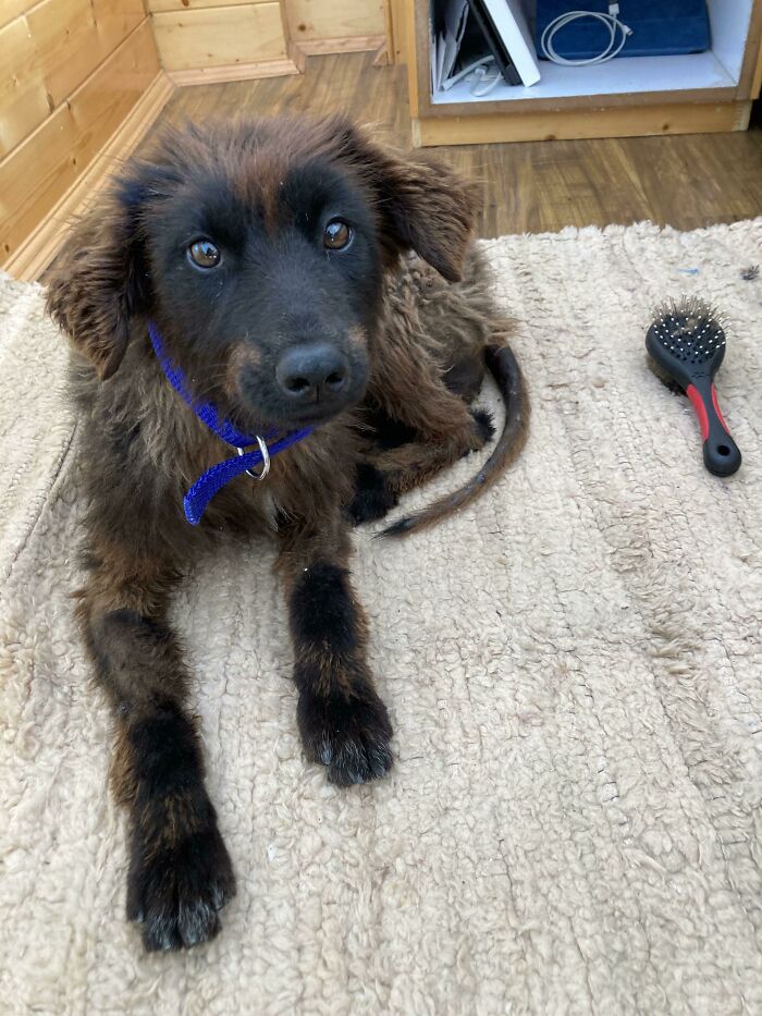 Rescue pet puppy with a blue collar lying on a rug next to a pet grooming brush in a cozy wooden room.