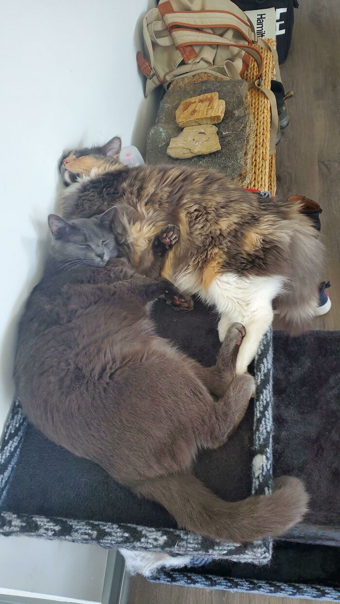 Two rescue cats cuddling and sleeping peacefully on a soft black and gray pet bed indoors.