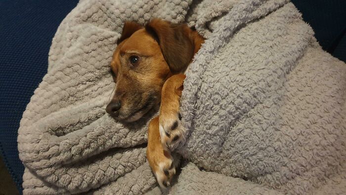 Rescue pet dog wrapped in a cozy blanket, resting peacefully and radiating warmth in a wholesome moment.
