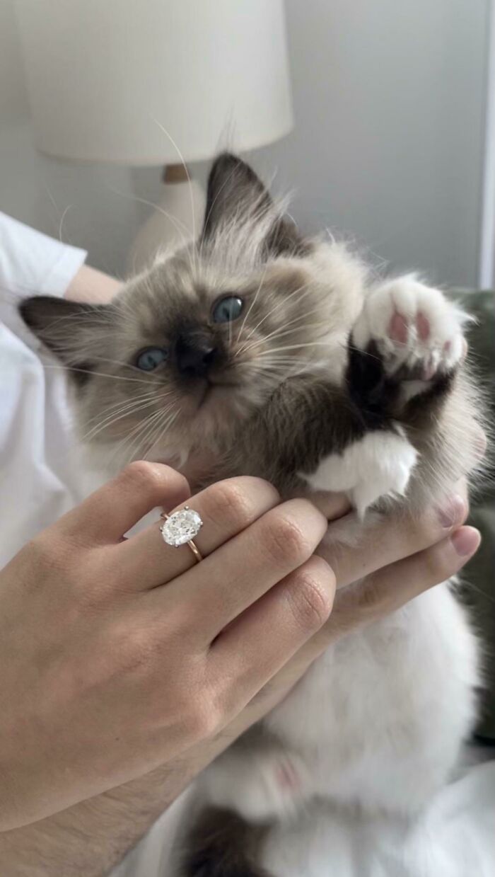 Fluffy rescue kitten with blue eyes being gently held by a person showing a large engagement ring on their finger.
