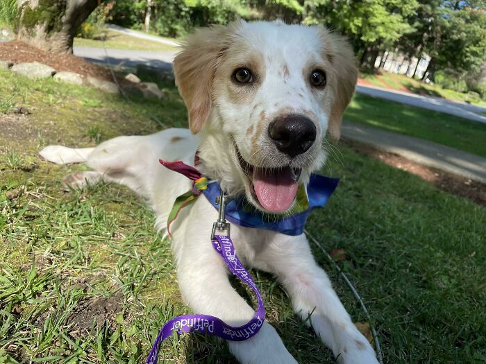 Name Suggestions For Our Newly Adopted Pup? As Well As Breed Guesses? He’s About 5 Months