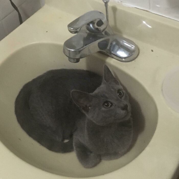 Rescue pet gray cat curled up comfortably in a bathroom sink, showcasing a wholesome and healing moment.