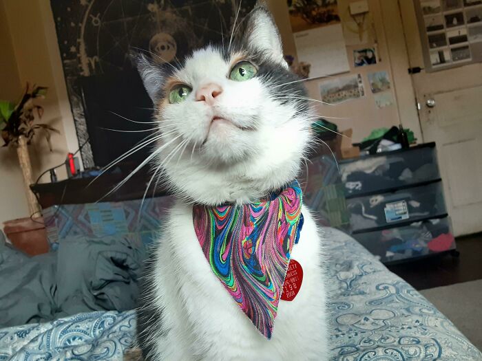 Rescue cat with green eyes wearing a colorful bandana, sitting on bed in cozy home, a wholesome rescue pet picture.