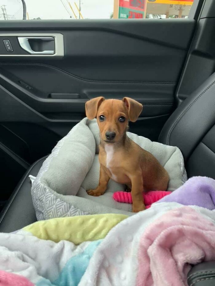 Rescue puppy sitting in a cozy pet bed inside a car, surrounded by soft colorful blankets to heal your soul.