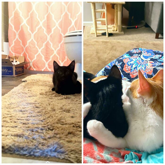 Two rescue cats indoors, one black and one orange, showing a wholesome moment of comfort and companionship.