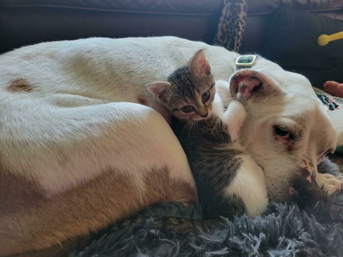A rescue dog and kitten cuddling closely on a soft blanket, showcasing wholesome rescue pet companionship.