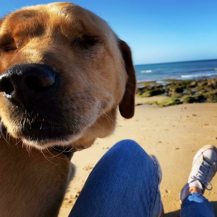 Close-up of a happy rescue dog sitting by a person on the beach, capturing wholesome rescue pet moments.