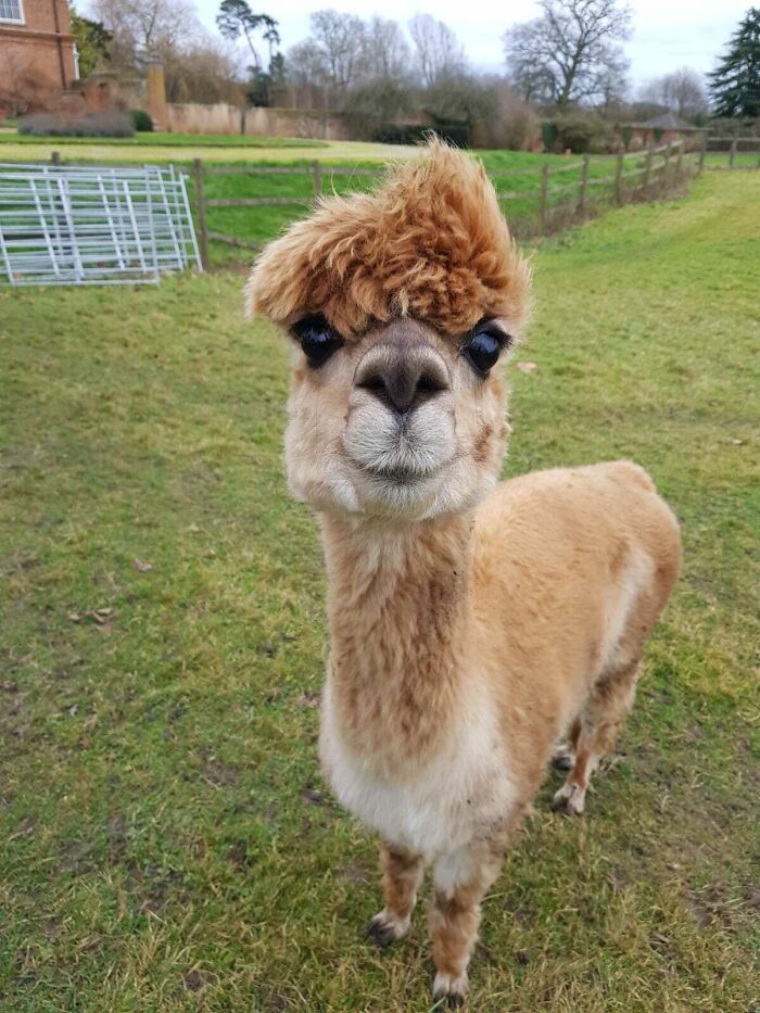 My Friend Is Spending Nye Feeding The Cutest Alpaca