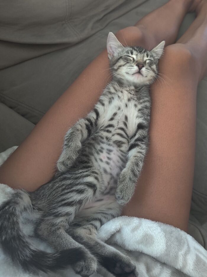 Sleeping rescue kitten resting peacefully on person's lap, showcasing a wholesome rescue pet moment to heal your soul.
