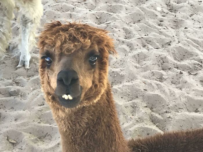 I Haven’t Stopped Laughing Since I Took This Photo! At The Pensacola Zoo This Morning So Precious