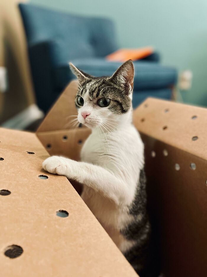Rescue cat with large eyes peeking out of a perforated cardboard box inside a cozy living room setting.