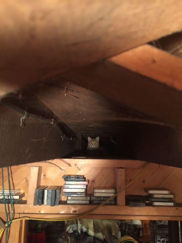 Our Dog Is Gone For The Weekend And Putin Is Still Lurking In The Floor/Ceiling