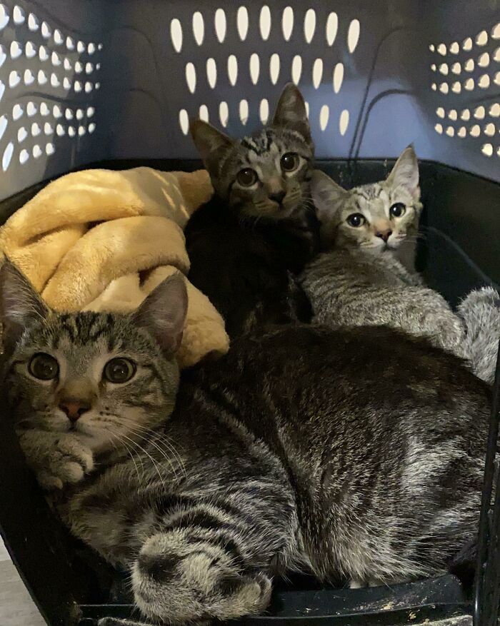 Three tabby kittens resting inside a pet carrier with a soft yellow blanket, rescue pet pics showing their calm expressions.