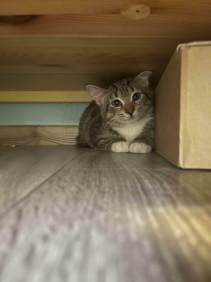Tabby rescue kitten with white paws lying on wooden floor under furniture next to a cardboard box in a cozy spot.