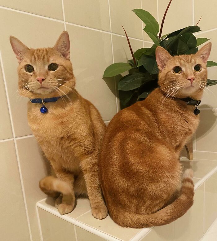 Two orange tabby cats wearing collars sitting close together on a tiled ledge in a cozy home setting rescue pet pics