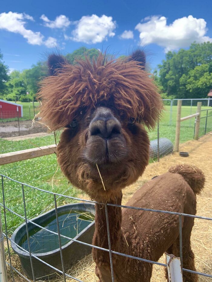 Alpacas Are Cool