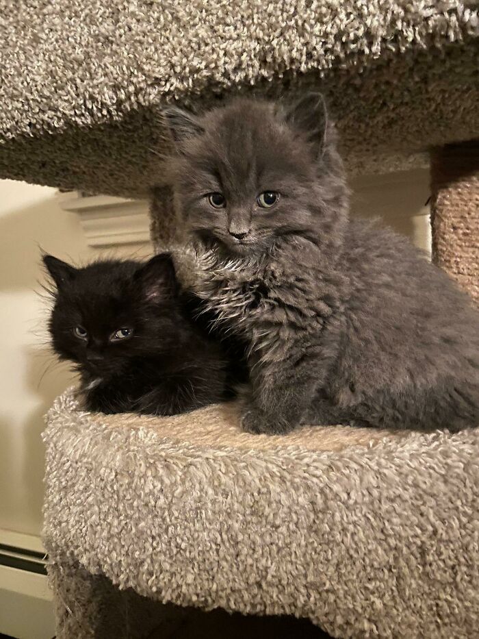 Two fluffy rescue kittens, one black and one gray, cuddling on a carpeted cat tree in a cozy indoor setting.
