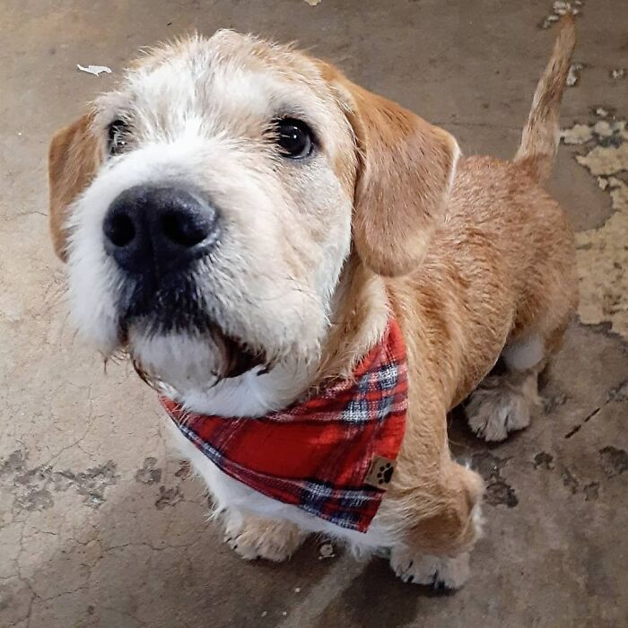 Rescue dog wearing a red plaid bandana looking up with soulful eyes on a concrete floor, a wholesome rescue pet pic.