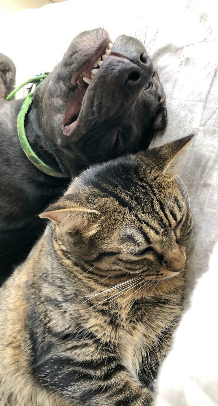 Happy rescue dog and peaceful tabby cat cuddling closely together indoors.