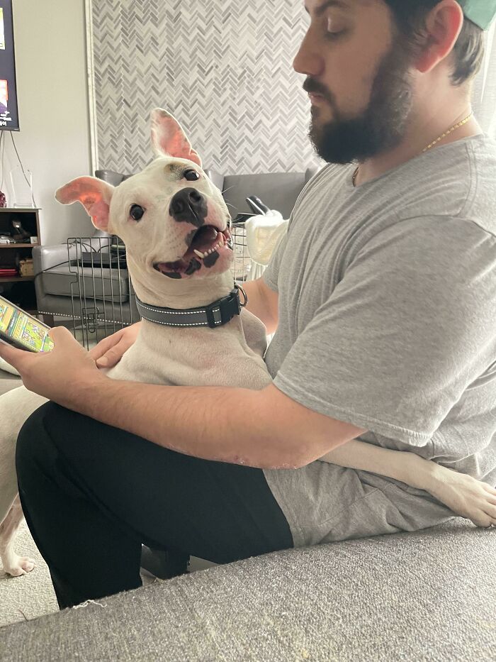 Man in gray shirt holding a happy rescue dog in his lap, showcasing wholesome rescue pet pics to brighten your day.