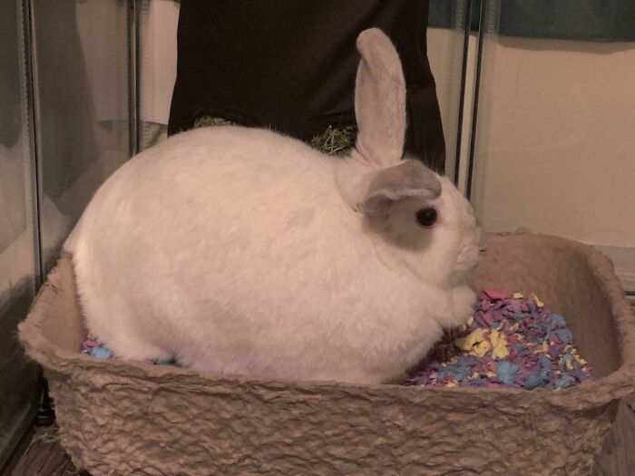 Just Adopted This Precious Girl From A Family That Don't Want To Take Care Of Her. She's Supposedly 6 Months, But Shes Soooo Huge