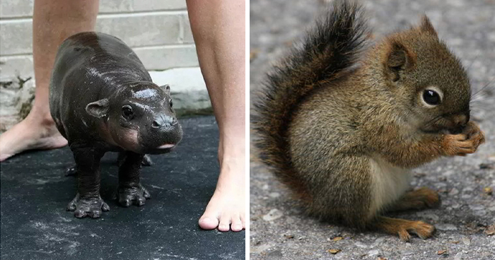40 Adorables crías de animales que mejorarán tu día