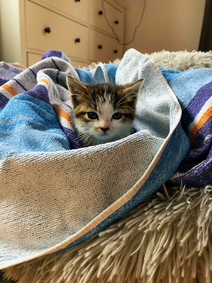 Rescue kitten wrapped in a cozy blue towel lying on a fluffy blanket, showcasing wholesome rescue pet moments.