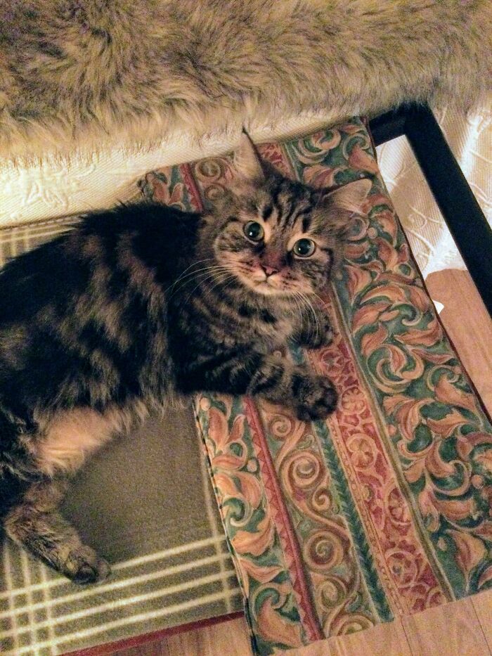 Tabby rescue cat with wide eyes lying on patterned fabric and a cozy rug in a warm home setting.