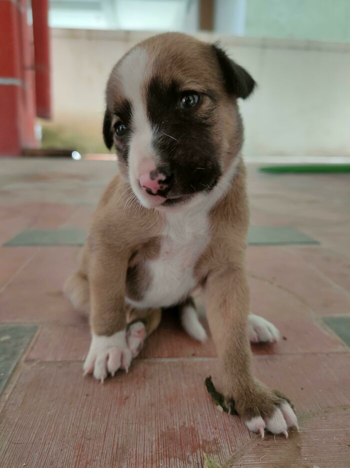 Meet My New 13 Day Old Pup. I Haven't Named Him Though. Suggestions Are Welcome. He's A Stray And I Adopt Strays