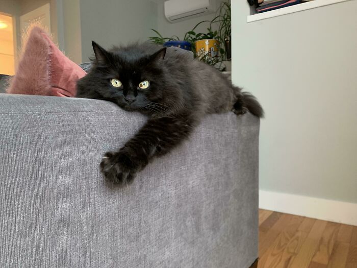 Black rescue cat lying relaxed on a gray couch with paw stretched out in a cozy home setting.