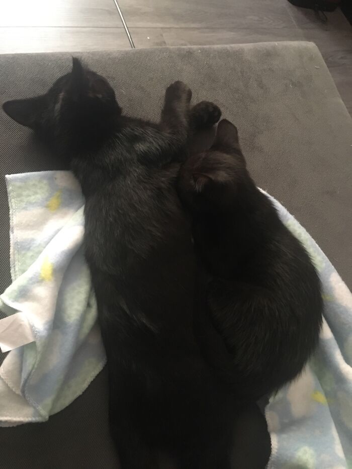 Two black rescue kittens sleeping closely together on a soft blanket in a cozy setting.