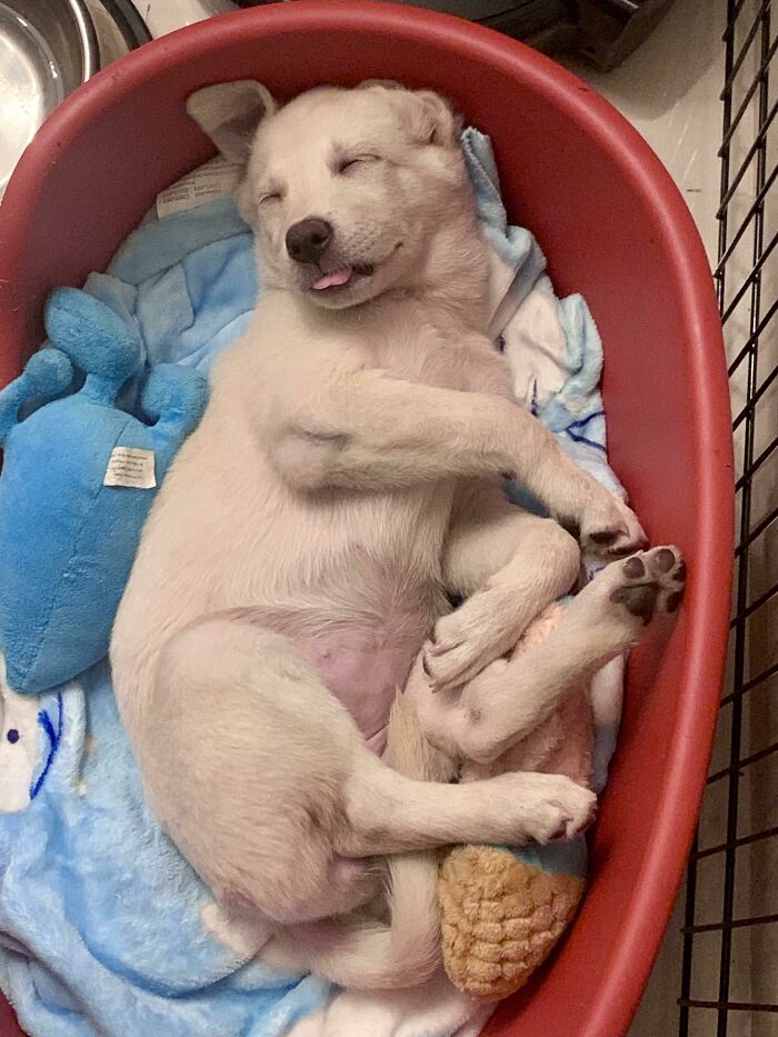 Sleeping rescue puppy curled up in a cozy bed with plush toys, a heartwarming wholesome rescue pet pic.