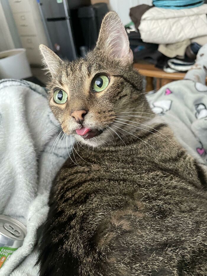 Tabby rescue cat with green eyes resting on a blanket, looking alert with its tongue slightly out in a cozy home setting.