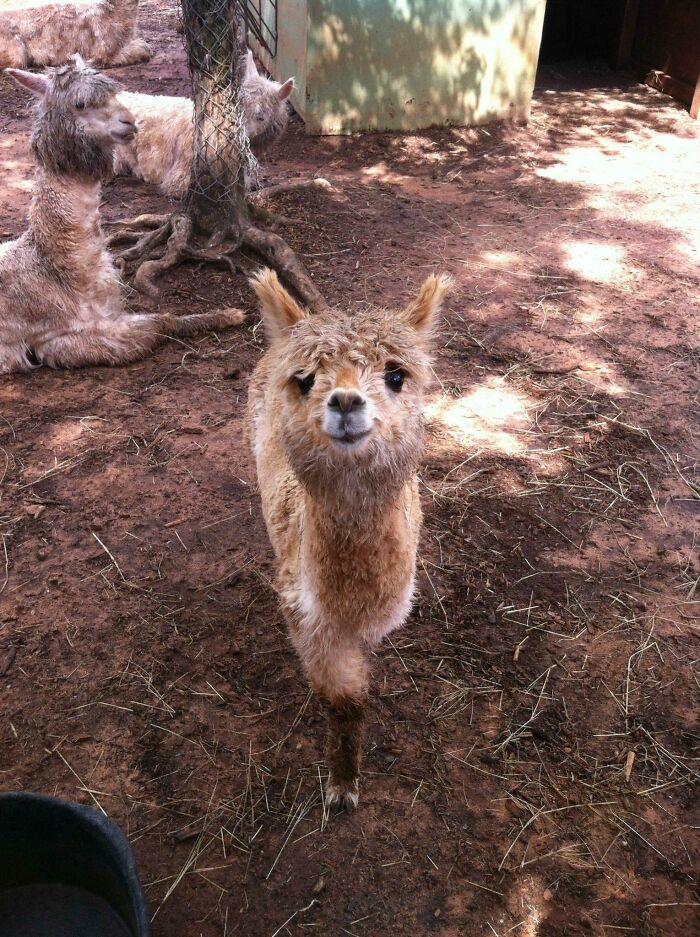 I Met This Aww-Inducing Alpaca