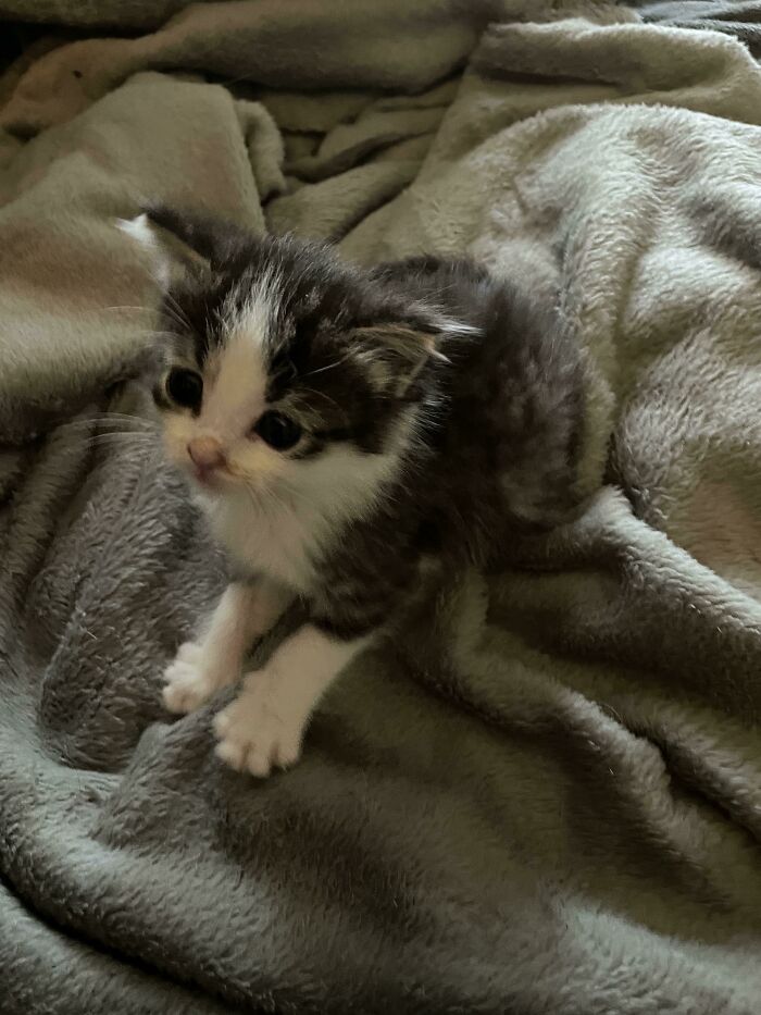 Cute rescue kitten with black and white fur resting on a soft blanket, capturing wholesome rescue pet vibes.
