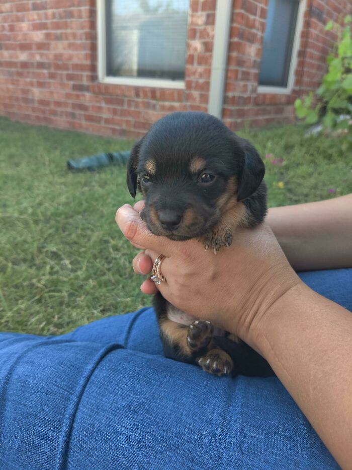 Small rescue puppy with black and tan fur being gently held in hands outdoors on a sunny day.