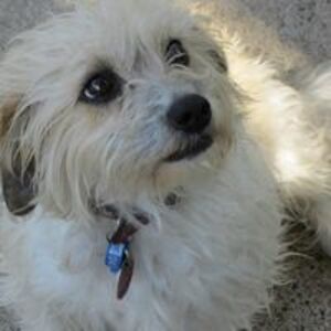 lesley_thomas avatar