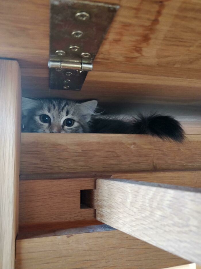 Owners-Share-Weirdest-Places-Cats-End-Up