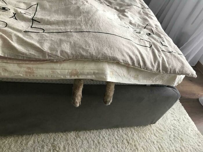 Owners-Share-Weirdest-Places-Cats-End-Up