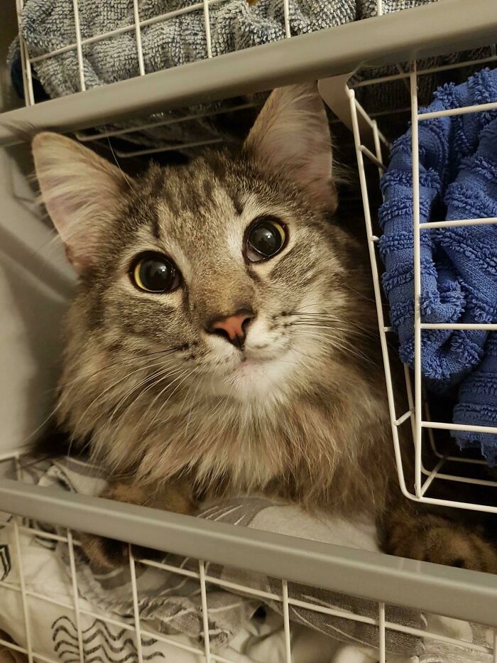 Owners-Share-Weirdest-Places-Cats-End-Up