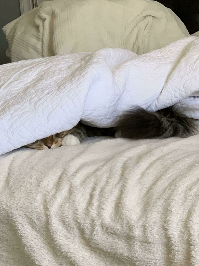 Lost My Cat For Hours And On The Verge Of Tears...then I Found The Dork Sleeping Under My Blankets 🤦‍♀️