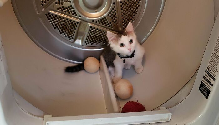 Guess My Dryer Comes With A Fluff Setting