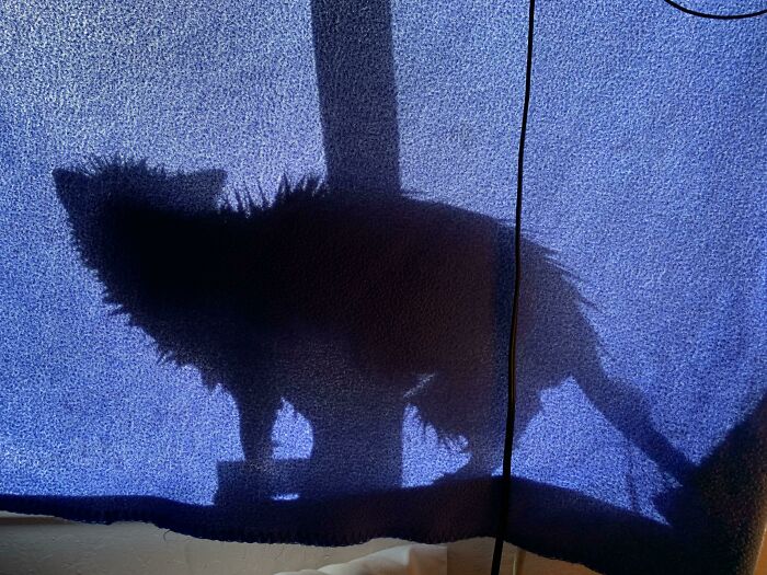 My Cat Hiding Behind The Curtain After A Bath