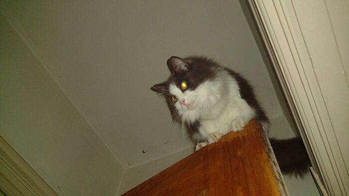 After 15 Minutes Of Searching I Found My Cat.