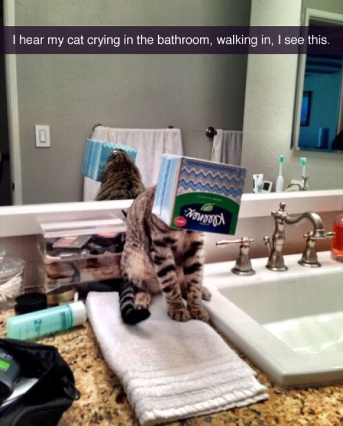 I Heard My Cat Crying, Then Found Him Like This..